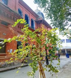 D. A. V. (Dayanand Anglo Vedic) College