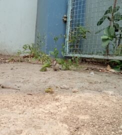 PPN Degree College Kanpur